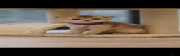 Scottish Fold cats for sale: Golden Scottish fold Kitten  - Advert 3