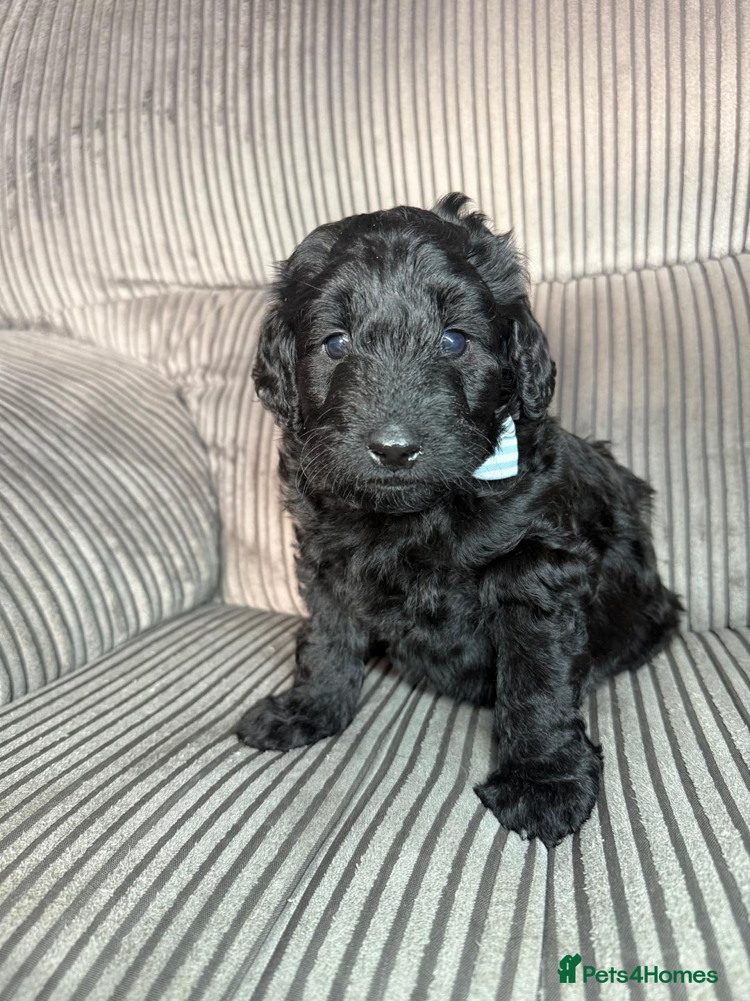 Mixed Breed dogs for sale: 2 girl & 2 boy labradoodles ready to go 11th Feb.  - Advert 5