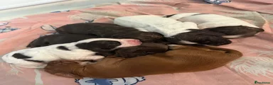 Cocker Spaniel Puppy 6