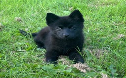 Pomsky dogs for sale: Adorable small f3 Pomsky puppies for sale  - Image 19