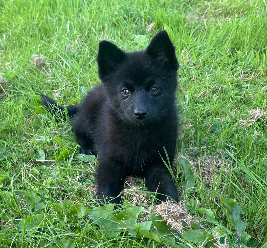 Pomsky dogs for sale: Adorable small f3 Pomsky puppies for sale  - Image 19