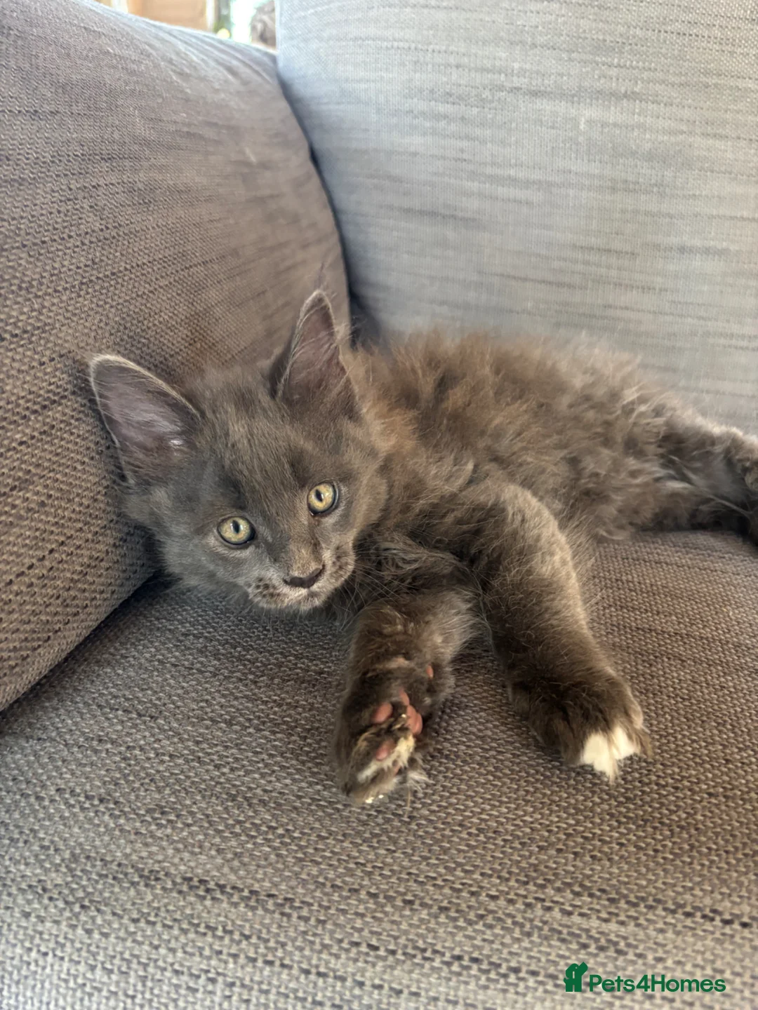 Maine Coon cats for stud: Maine Coon Stud: Clear for all genetic diseases - Advert 10