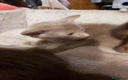 Oriental cats for sale: Full Pedigree Oriental 1 Kitten XL size ears GCCF - Image 22