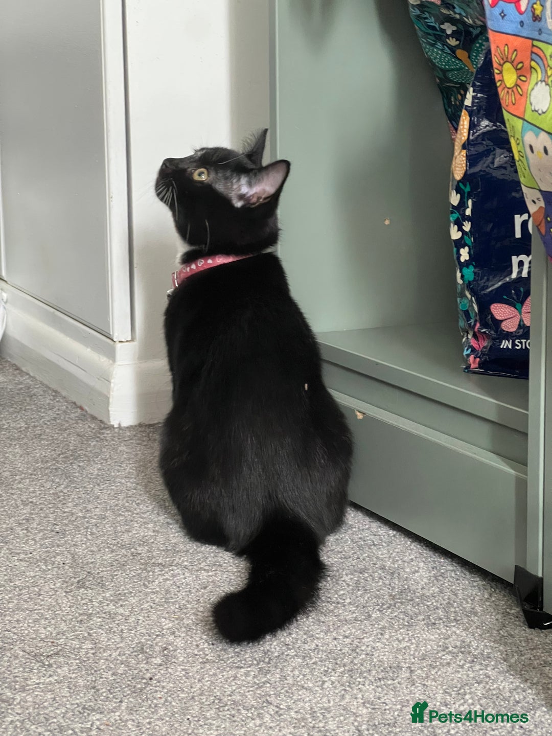 British Shorthair cats for sale: Adorable Cat Duo Looking for a Loving Home - Image 5