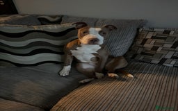 Staffordshire Bull Terrier dogs for sale: With a heavy heart having to rehome beautiful Nova - Image 1