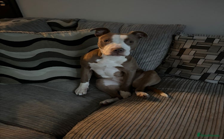 Staffordshire Bull Terrier dogs - Advert 3