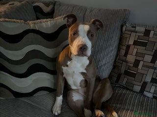 Staffordshire Bull Terrier dogs - Advert 23