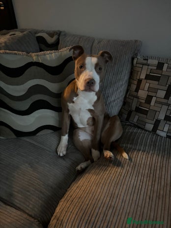 Staffordshire Bull Terrier dogs - Advert 14