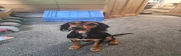 Mixed Breed dogs for sale: Rambo  in Hemel Hempstead - Advert 3