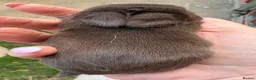 Netherland Dwarf rabbits for sale: Netherland dwarf Babies  - Advert 9