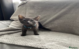 Russian Blue cats for sale: Russian blue kittens  - Image 3