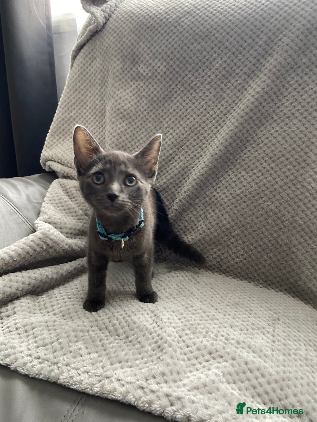 Russian Blue cats for sale: Russian blue kittens  - Image 3