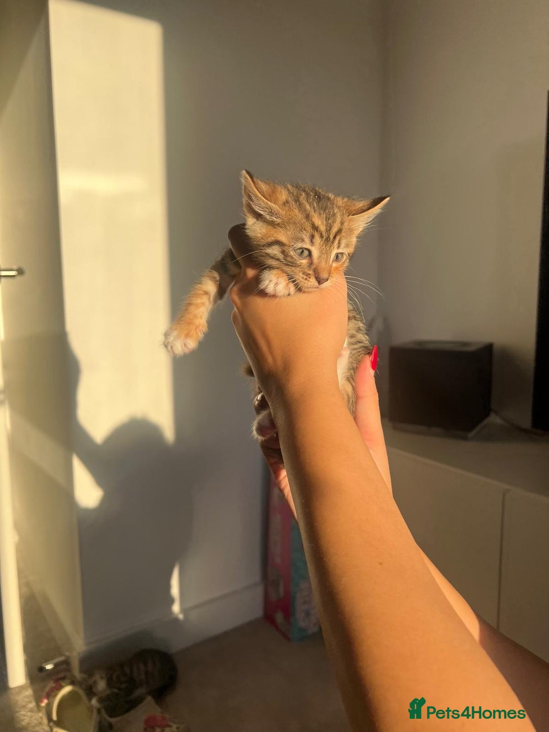 Bengal cats for sale: Beautiful Half Bengal Kittens - Advert 32