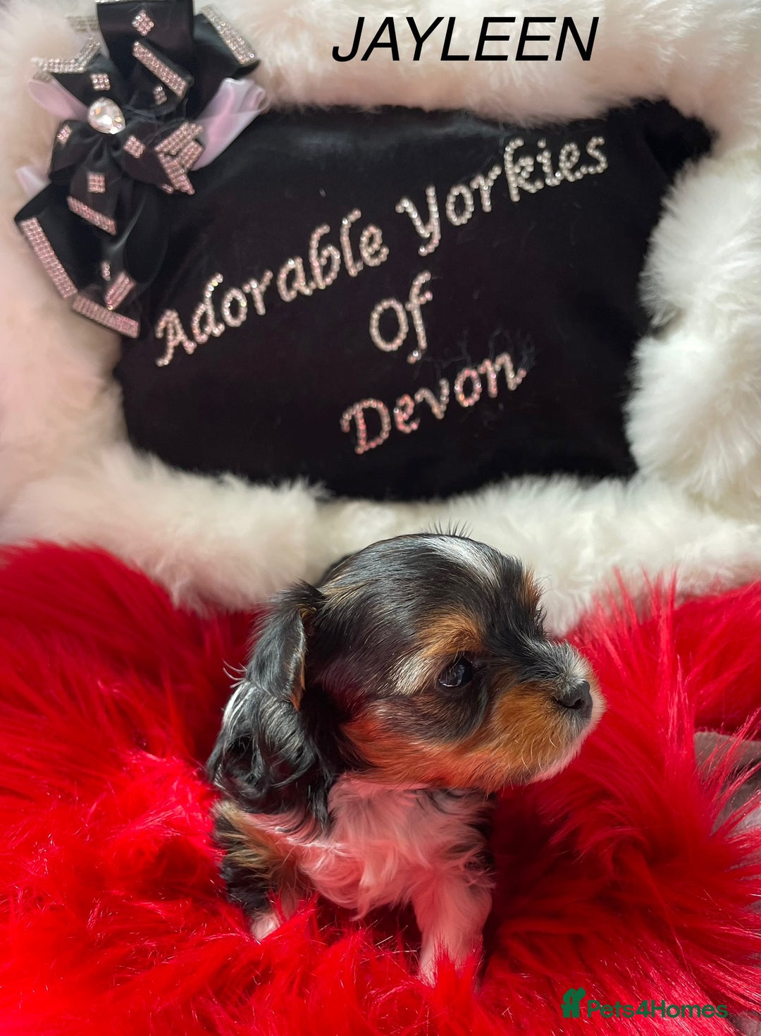 Yorkshire Terrier dogs for sale: ❤️1 Beautiful Girl Biewer Yorkshire Terriers🌟 - Image 8