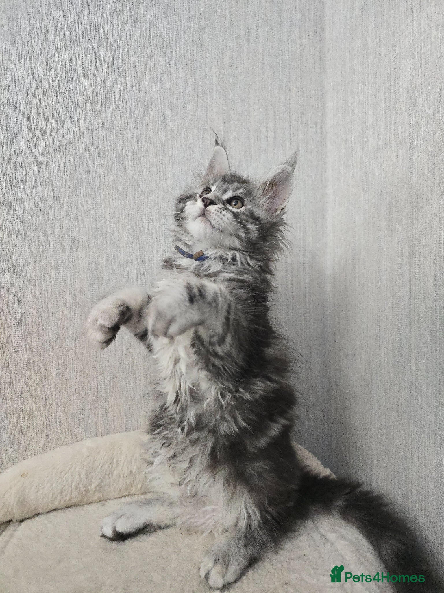 Maine Coon cats LAST BOY! TiCA Registered Maine Coon Kittens - Advert 1