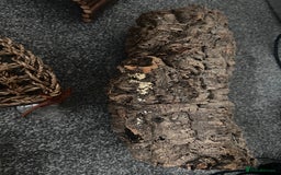 Leopard Gecko reptiles for sale: Exo Terra Terrarium - Full Leopard Gecko Setup - Advert 8