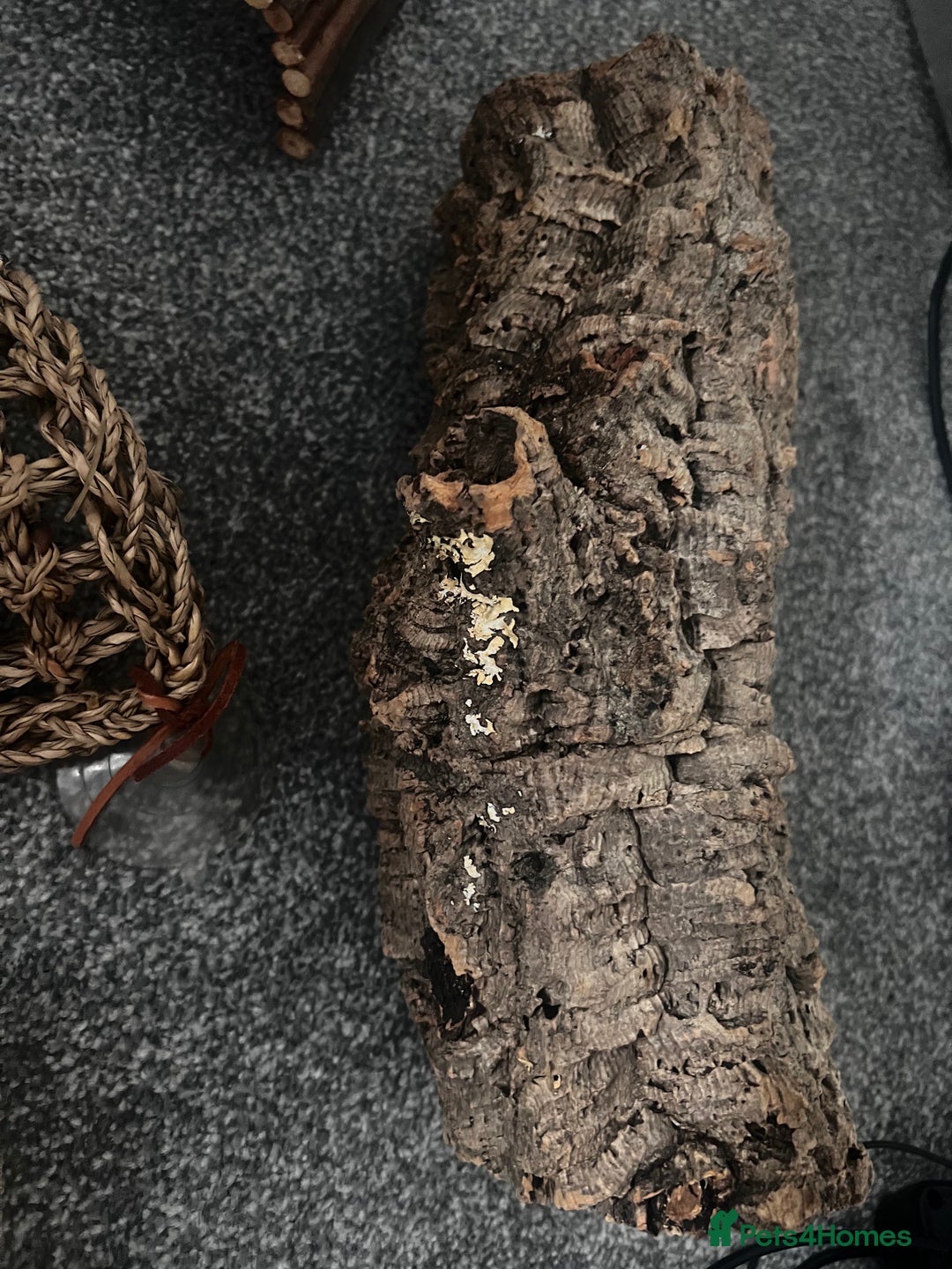 Leopard Gecko reptiles for sale: Exo Terra Terrarium - Full Leopard Gecko Setup - Advert 8