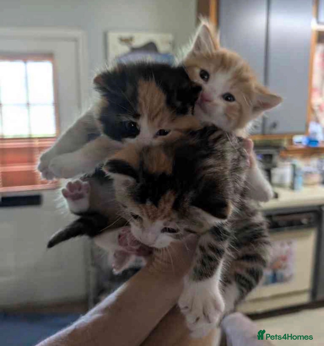 Mixed Breed cats kittens for sale - Advert 9