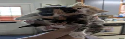 Mixed Breed cats for sale: kittens for sale in Southport - Advert 1