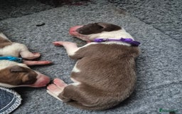 Mixed Breed dogs for sale: Gorgeous lurcher x bordercollie pups - Image 7