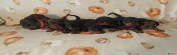 Miniature Dachshund dogs for sale: Miniat Dachshund puppy READY TO LEAVE  - Advert 6