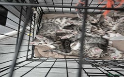 Mixed Breed cats for sale: Mixed bengal kittens  - Image 34