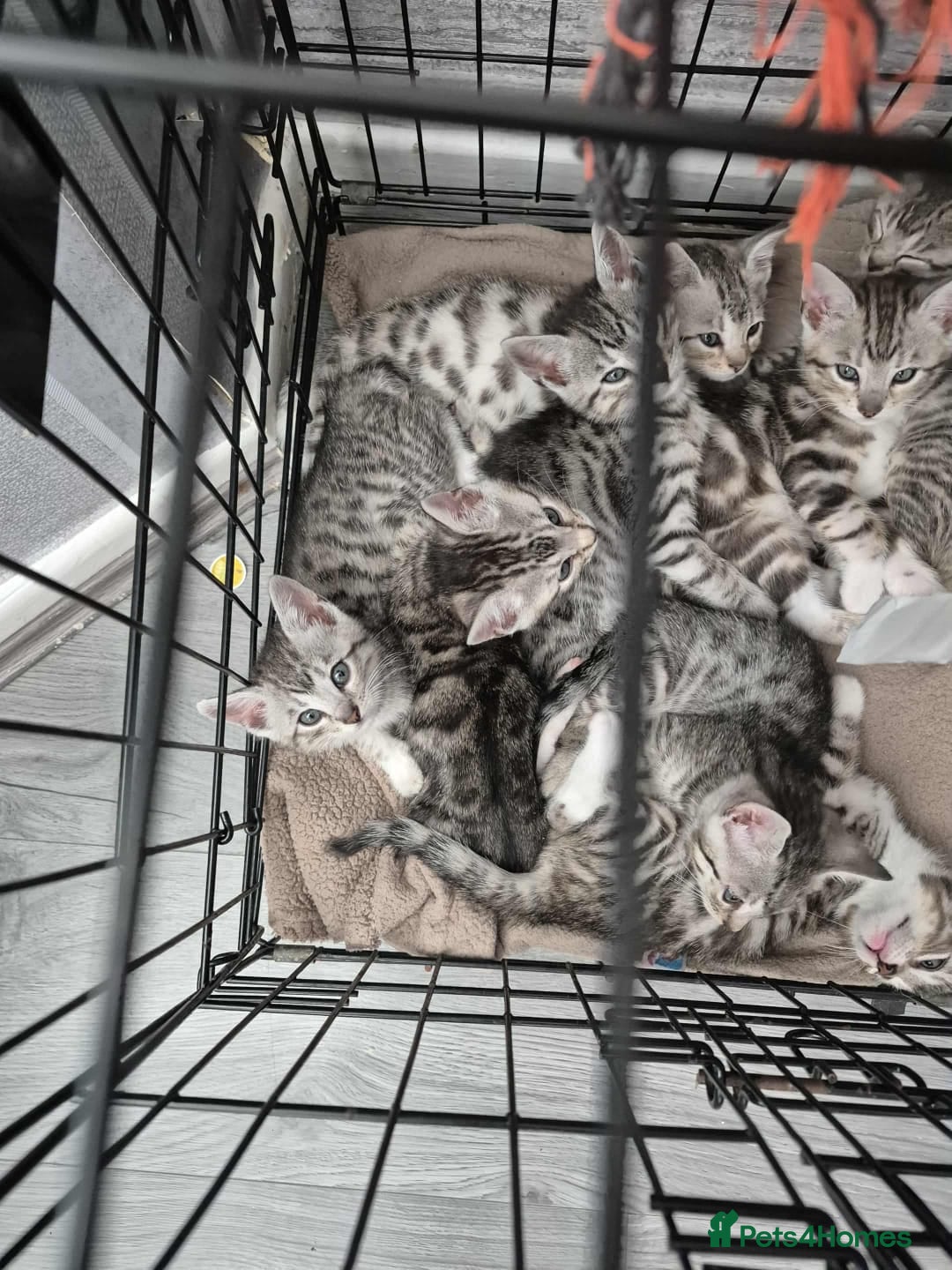 Mixed Breed cats for sale: Mixed bengal kittens  - Image 34