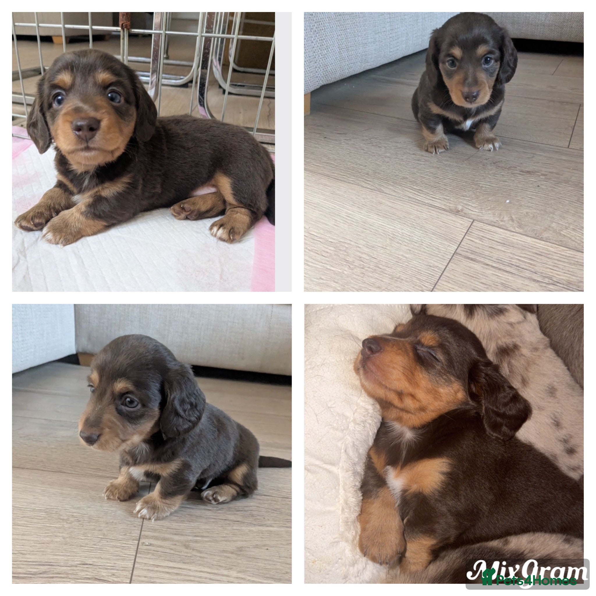 Miniature Dachshund dogs Fluffy miniature dachshund  - Advert 1