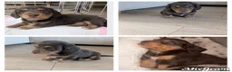 Miniature Dachshund dogs for sale: Fluffy miniature dachshund  - Advert 17