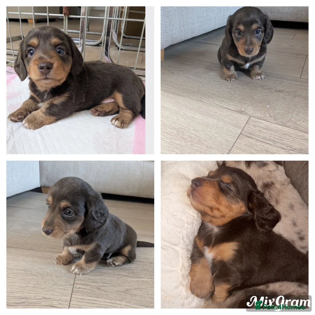 Miniature Dachshund dogs for sale: Fluffy miniature dachshund  - Advert 2