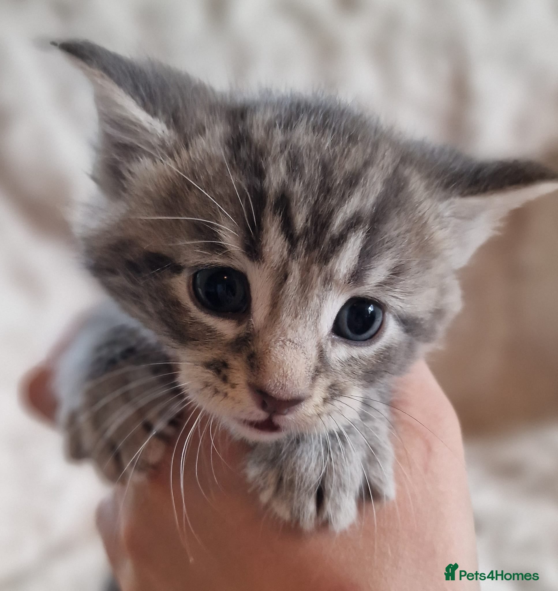 Maine Coon cats Stunning Polydactyl& Non Poly Maine Coon5* - Advert 11