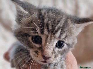 Maine Coon cats Stunning Polydactyl& Non Poly Maine Coon5* - Advert 1