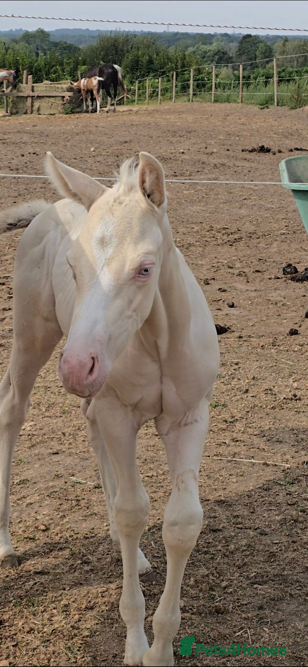 American Quarter horses for sale: Stunning Gold Champagne Filly  - Image 2