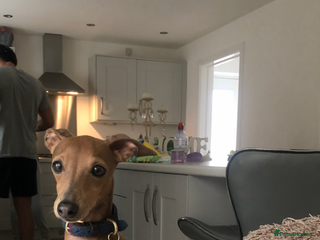 Italian Greyhound dogs in Goole - Advert 2