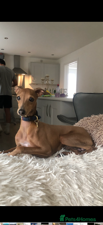 Italian Greyhound dogs in Goole - Advert 1