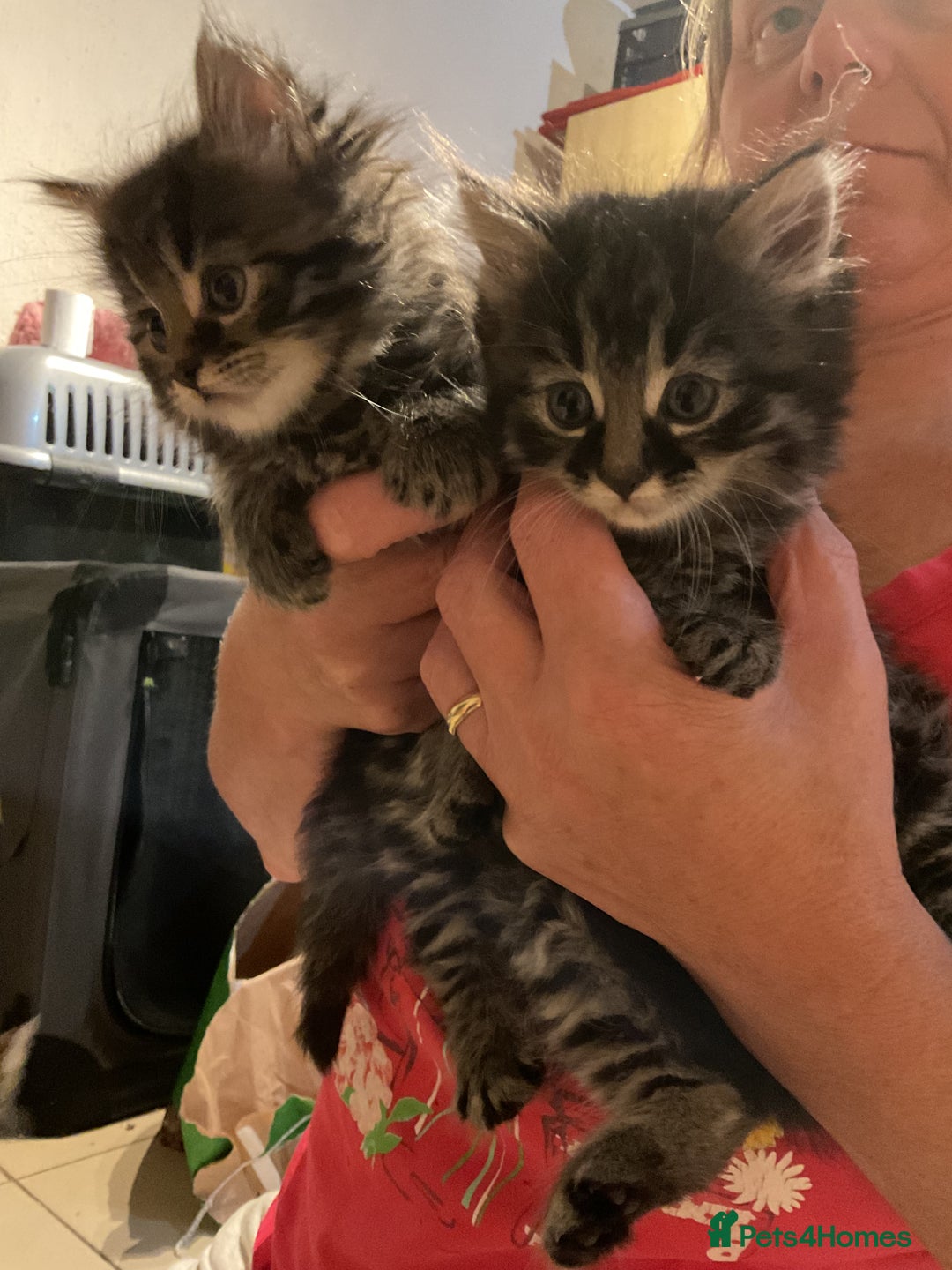 Mixed Breed cats for sale: Tabby Kittens - Image 10