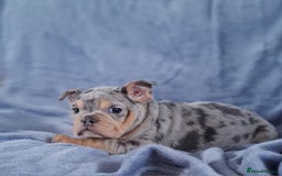 Mixed Breed dogs for sale: Beautiful spotty babies - Image 19