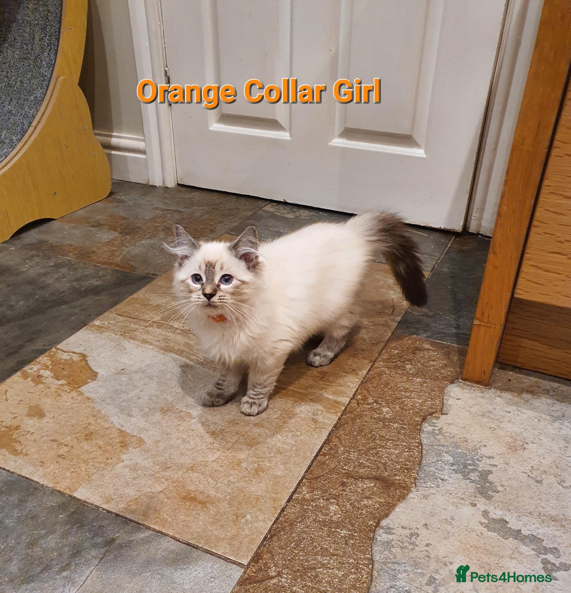 Ragdoll cats for sale: 💖Beautiful GCCF Registered Ragdoll Kittens. - Advert 2