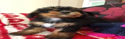 Mixed Breed dogs for sale: shihtzu/westie x toy poodle puppies for sale  - Advert 2