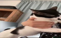 Mixed Breed cats for adoption: OSCAR - THE KISSER !!CANNOT HELP HIMSELF 2B CUDDLY - Image 2