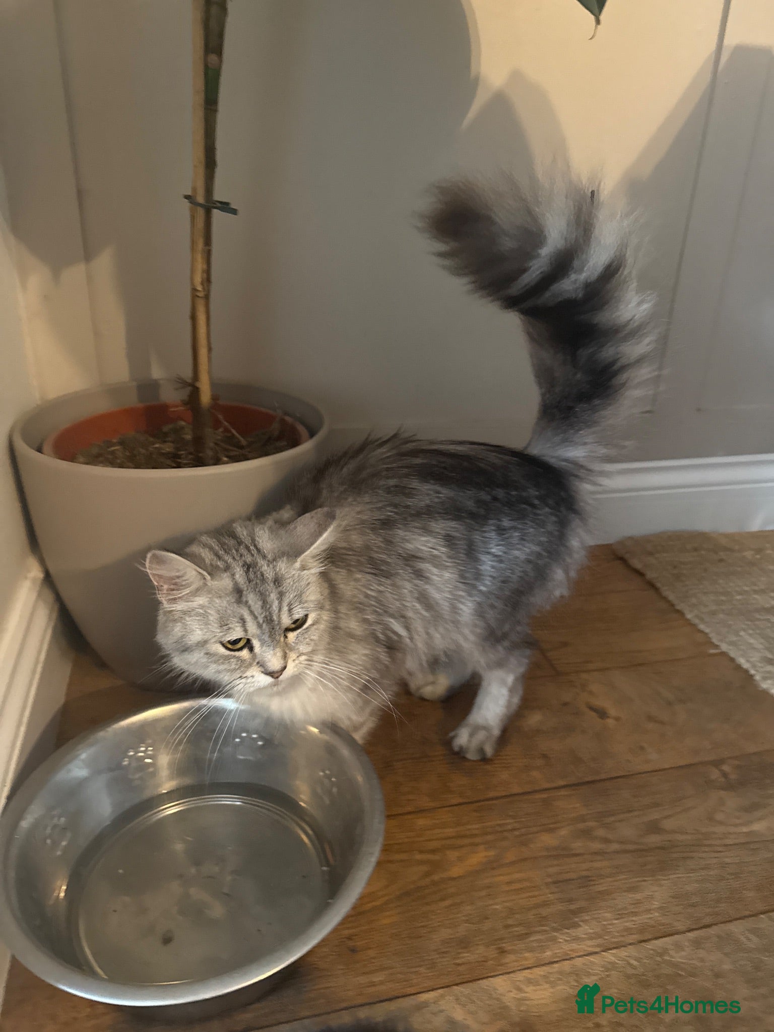 Mixed Breed cats Kittens for sale  - Advert 2