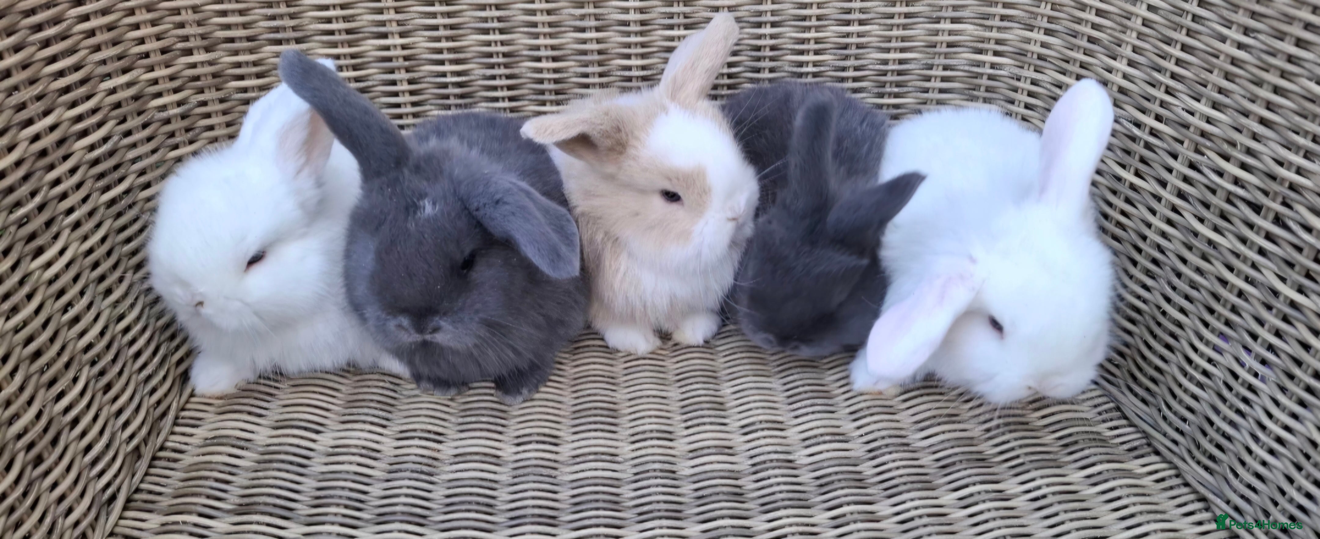 Mini Lop rabbits Adorable baby mini lops for sale - Advert 10