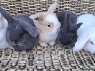 Mini Lop rabbits Adorable baby mini lops for sale - Advert 10