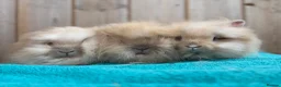 Mini Lop rabbits for sale: Lionhead Babies Ready to leave  - Advert 1