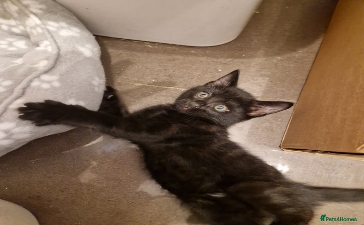 Mixed Breed cats - Advert 4