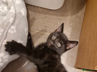 Mixed Breed cats - Advert 3