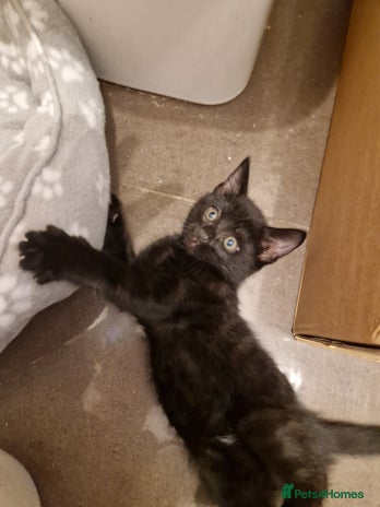 Mixed Breed cats - Advert 4