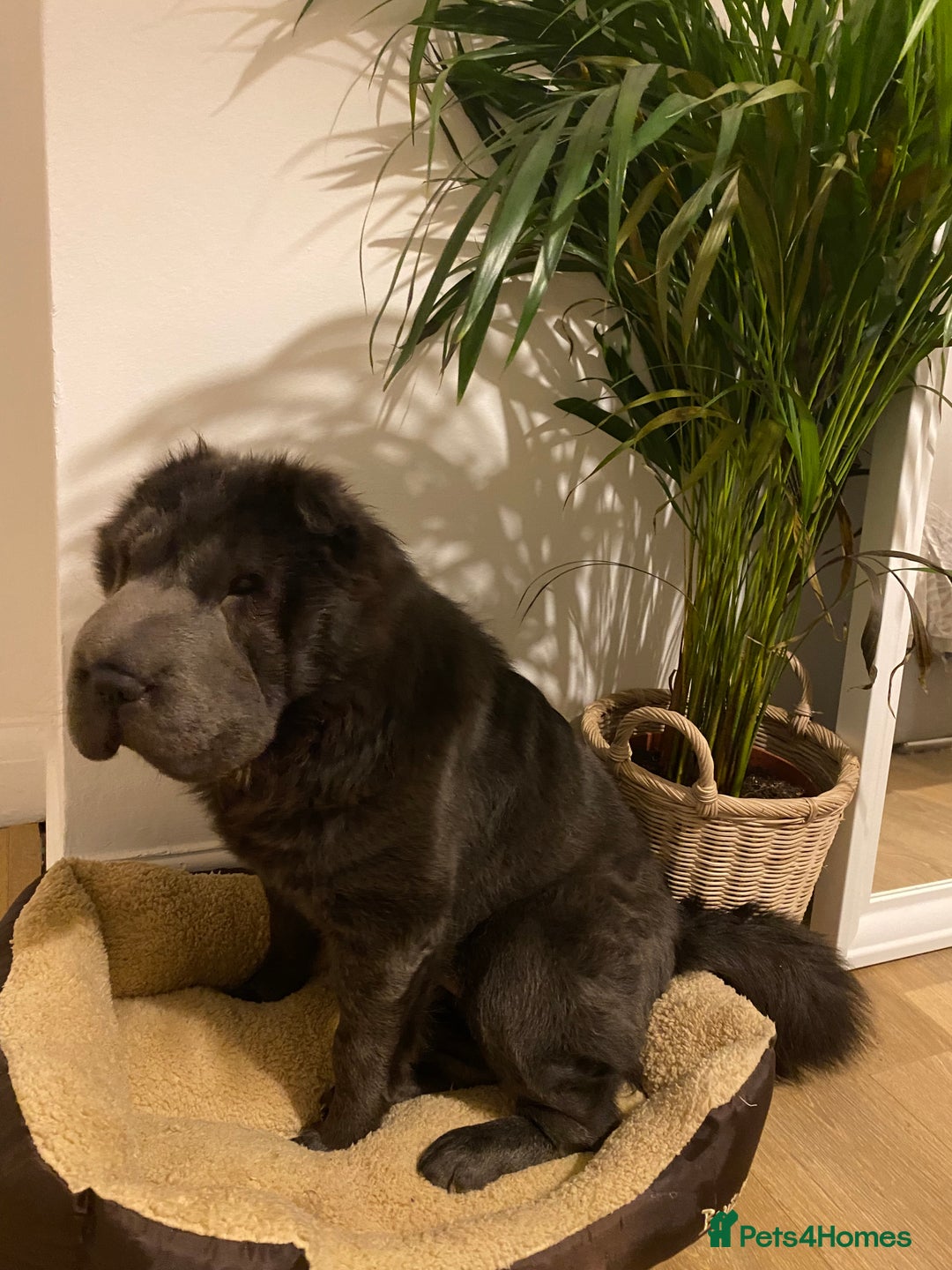 Shar Pei dogs for adoption: Lovely Sharpei bear coat looking for forever home - Image 4