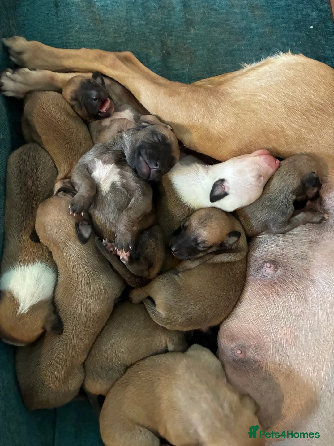 Whippet dogs for sale: Beautiful litter of Whippet puppies - Advert 5