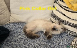 Ragdoll cats for sale: Beautiful ragdoll kittens - Image 17
